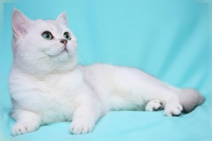 Серебристый затушеванный окрас британских кошек. Затушеванные серебристые британские кошки, коты, котята: фото. Британцы серебристые затушеванные: стандарт окраса